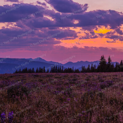 Wildflower Meadow Panoramic