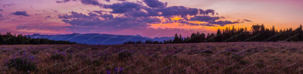 Wildflower Meadow Panoramic