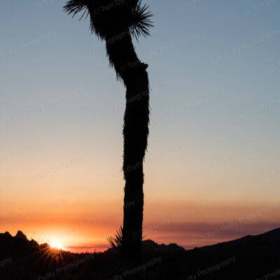 Joshua Tree Silhouette