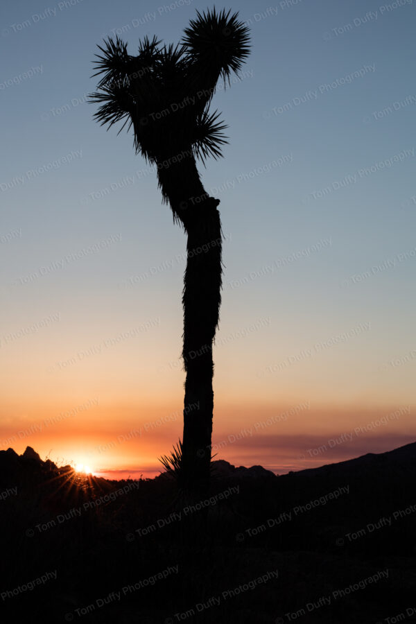 Joshua Tree Silhouette