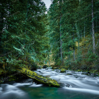 Swan Creek Mossy Log Cascade