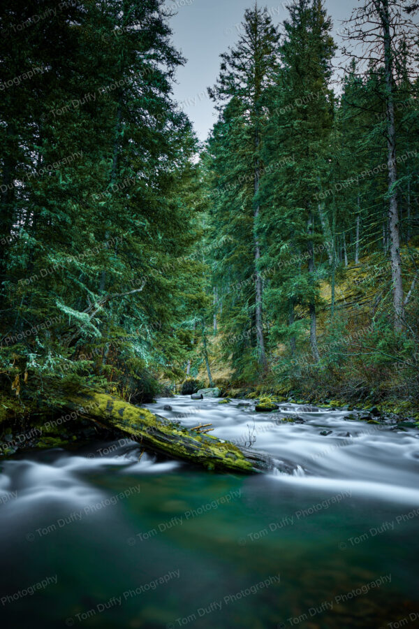 Swan Creek Mossy Log Cascade