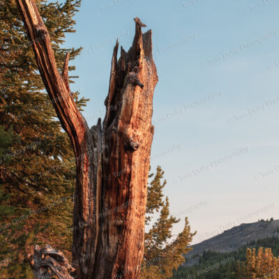 Old Spruce Stump