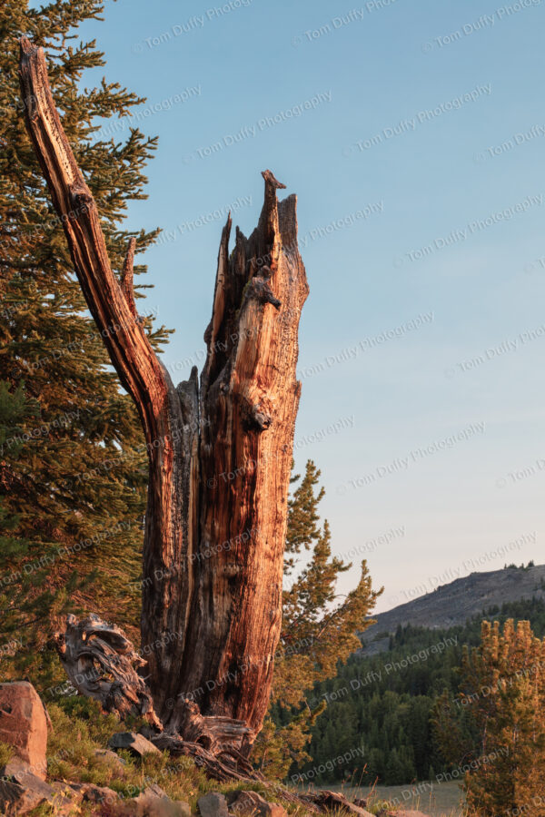 Old Spruce Stump