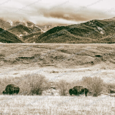 Sepia photo of bison in the Spanish Creek