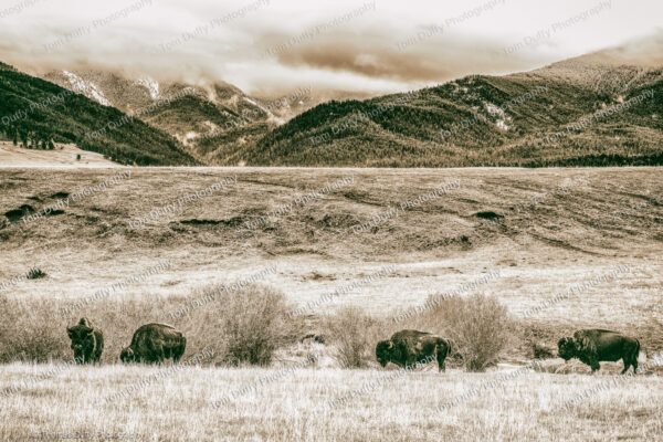 Sepia photo of bison in the Spanish Creek