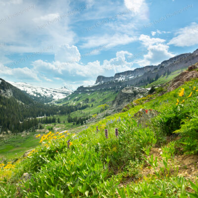 Teton Meadow