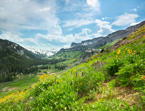 Teton Meadow